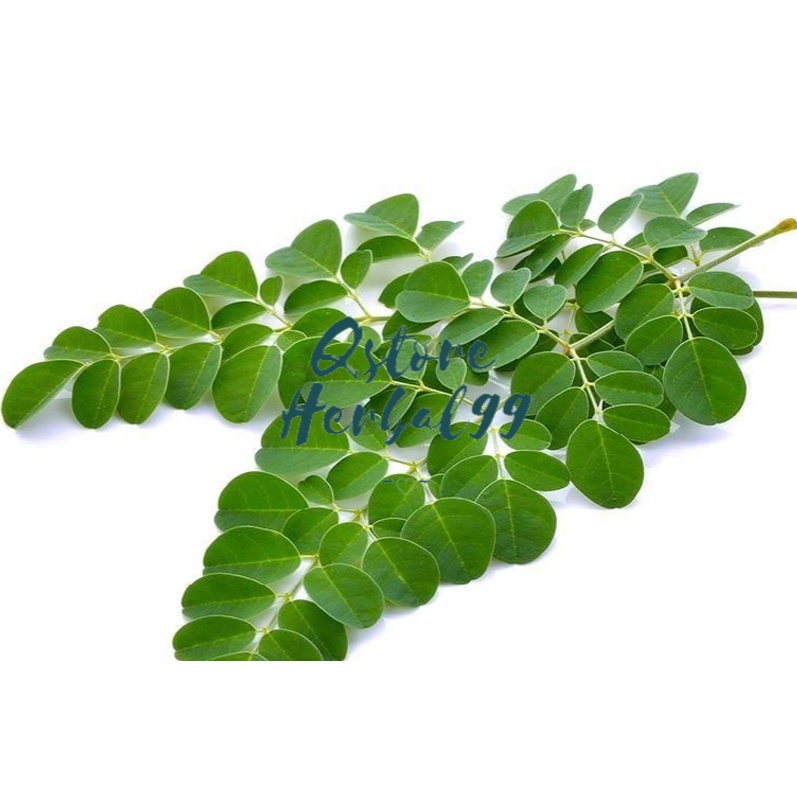 

DAUN KELOR SEGAR 250 gram