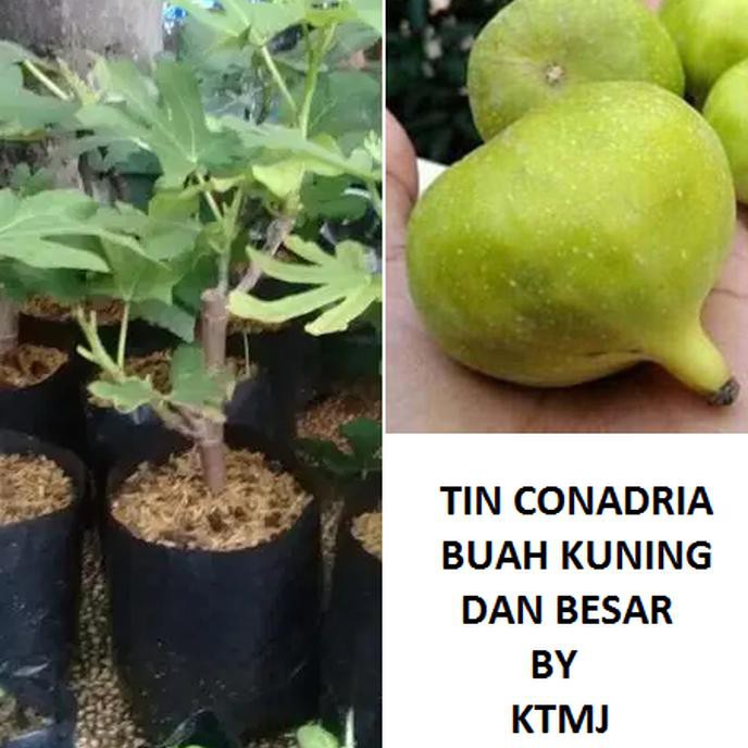 Bibit Tanaman Buah Tin Conadria Full Sun Pohon Tin Bibit Tin Kuning Bkk