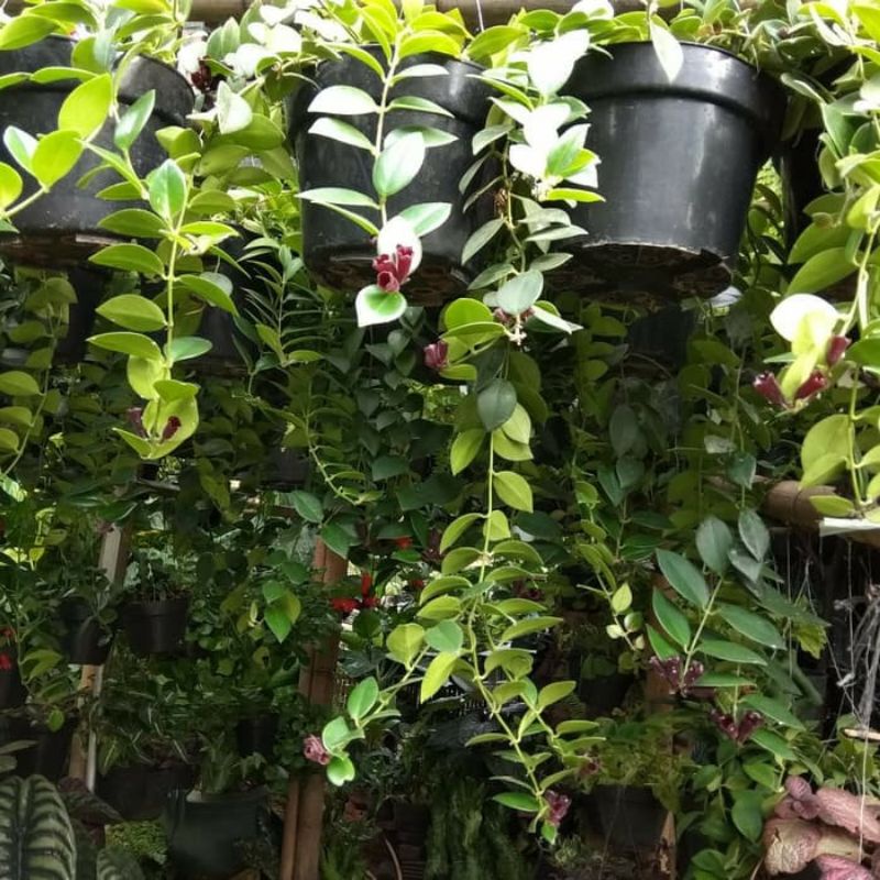 Tanaman Hias Hoya lipstic / Hoya marcopolia / Hoya bunga Merah