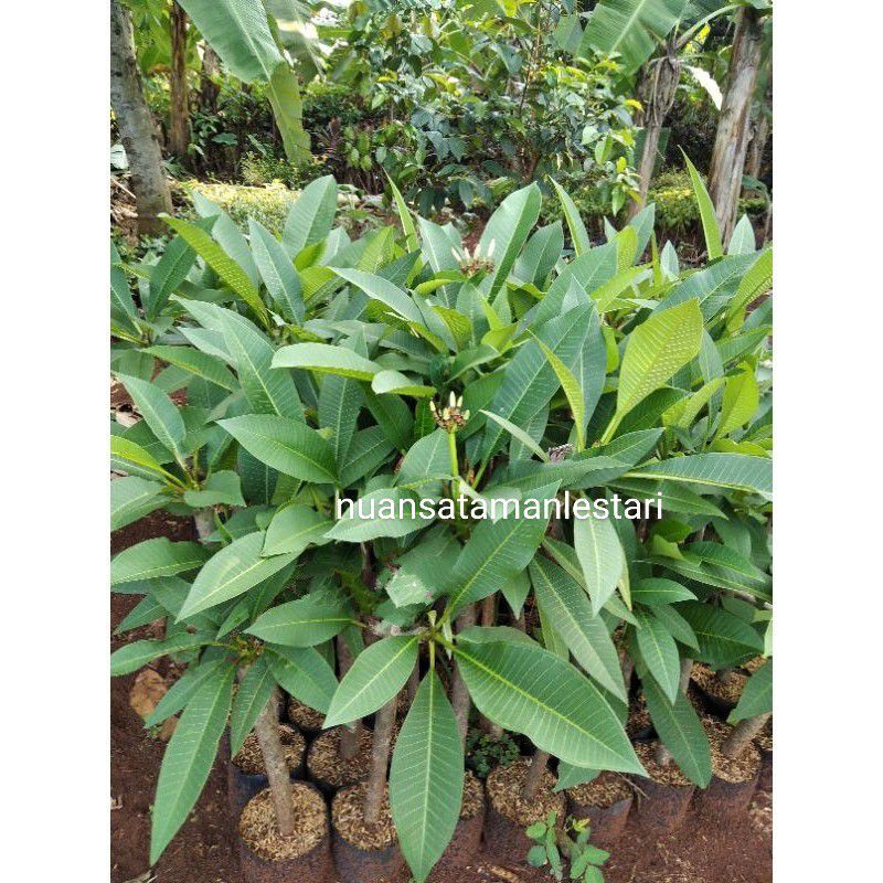 Kamboja Bali sudah berakar / pohon Kamboja Bali / KAMBOJA