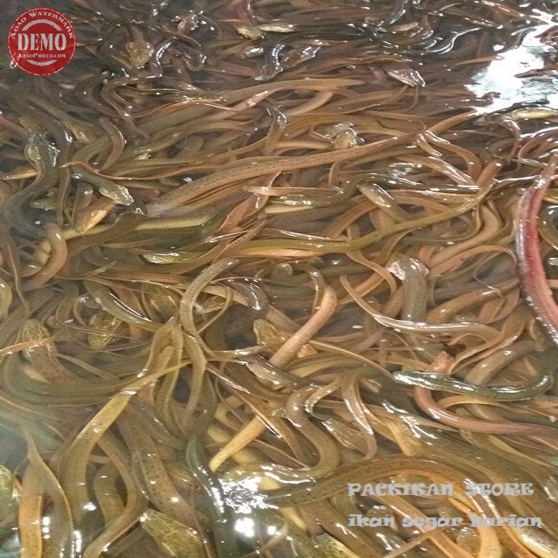 

Belut Sawah Hidup Live Segar Dan Bergaransi