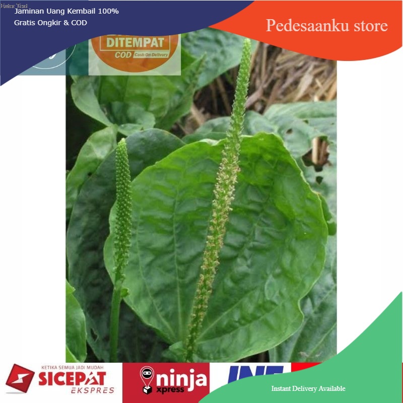 

Daun kiurat / daun sendok segar 300 gram