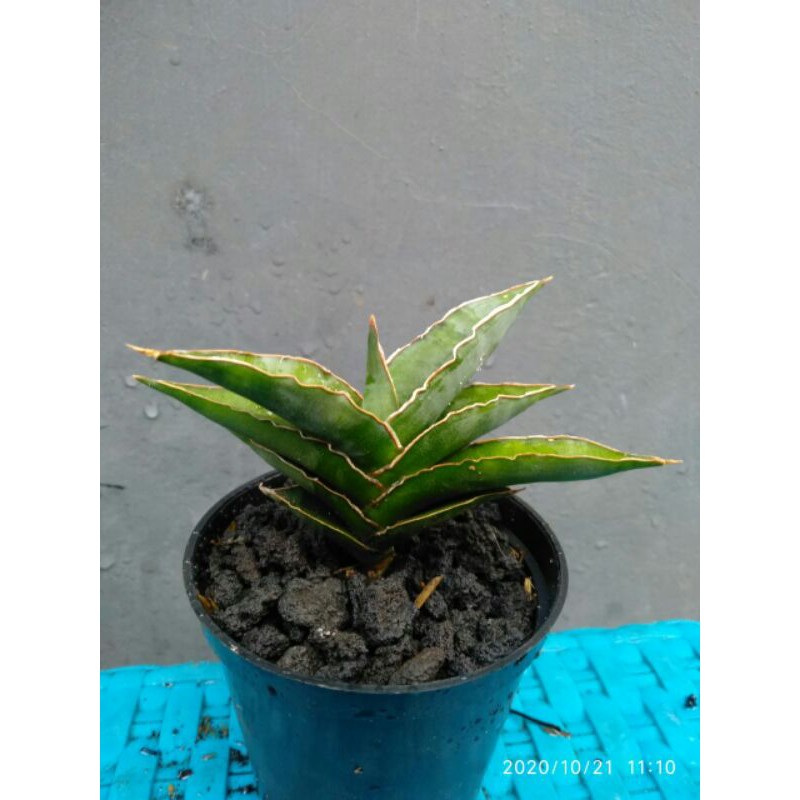 Tanaman hias mini sansevieria / sansivera hybrid pinguicula x katana