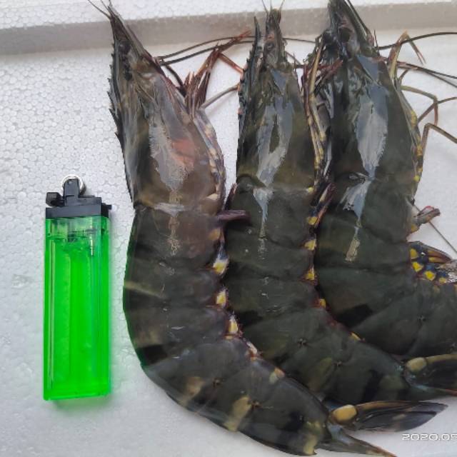 

Isi ( 10-15 ) Udang Pancet Segar Nelayan