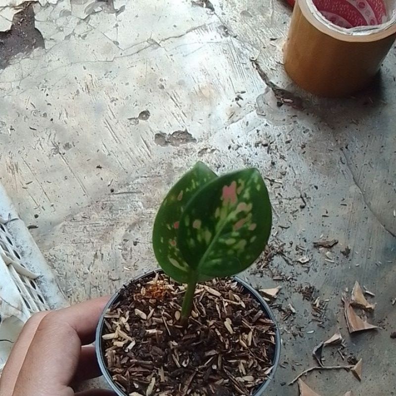 tanaman hias baby aglonema tricolour