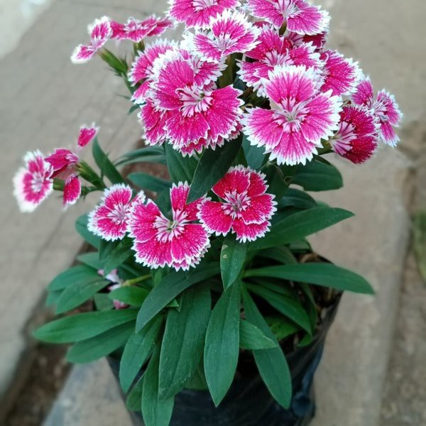 Tanaman Hidup Bunga Hias Dianthus / Anyelir (Berbunga) - Tanaman Hias Bunga Dianthus - Bibit Tanaman Hias Bunga Anyelir