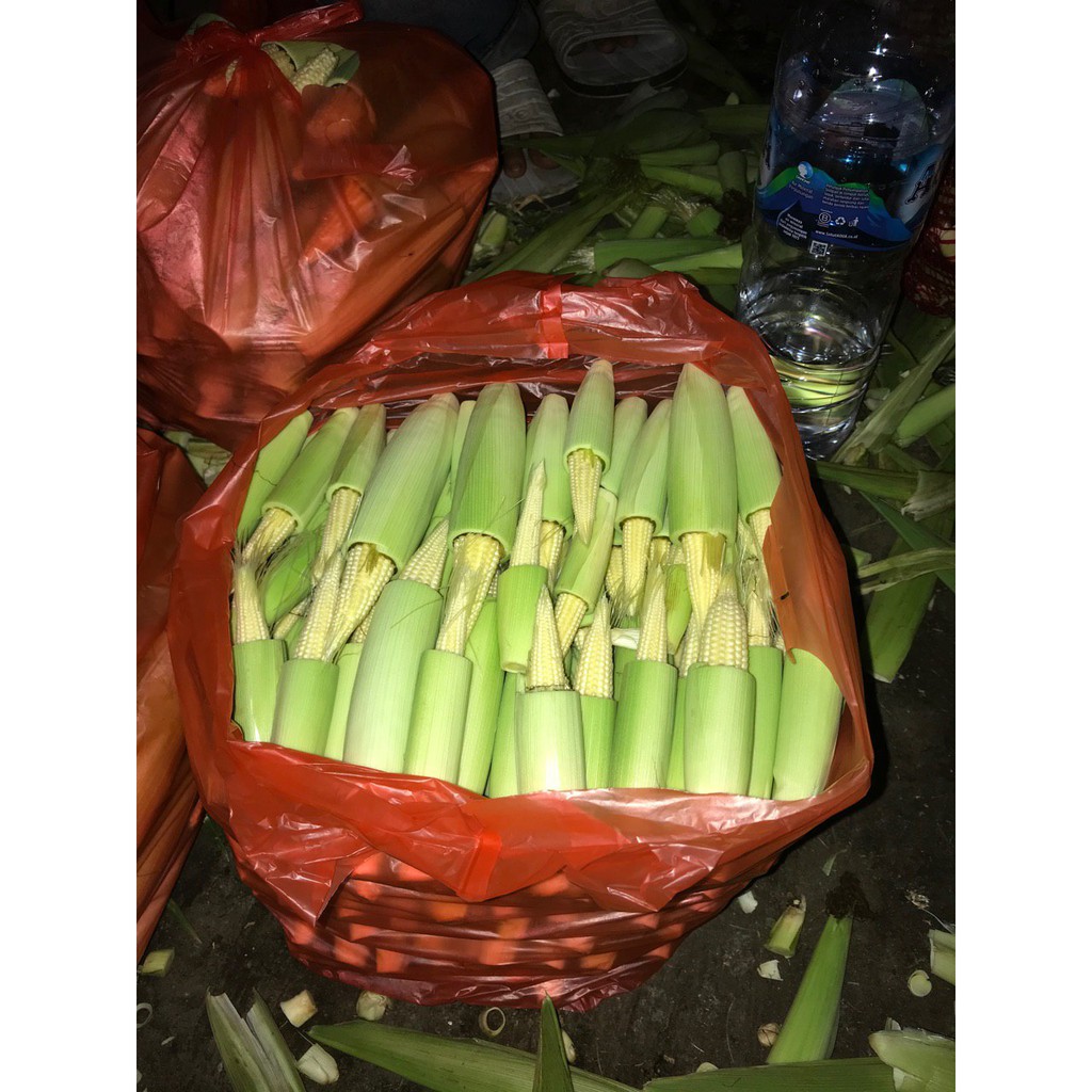 

JAGUNG PUTREN | JAGUNG MUDA