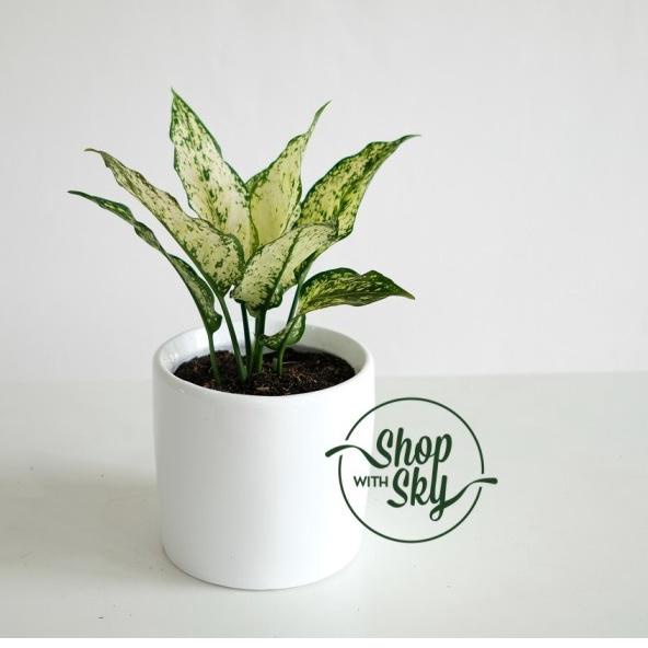 Aglaonema / Aglonema “Snow White”/ aglonema snow white rumpun / tanaman hias aglonema snow white put