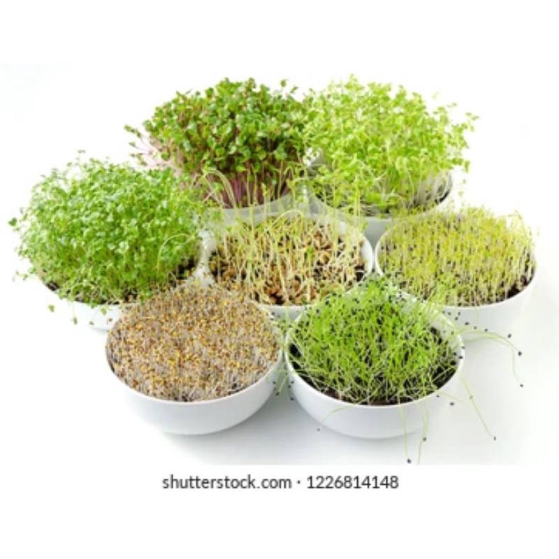 Benih Microgreen Sprout Benih Bibit Microgreen Alfalfa Red Cabbage Broccoli Buckweat