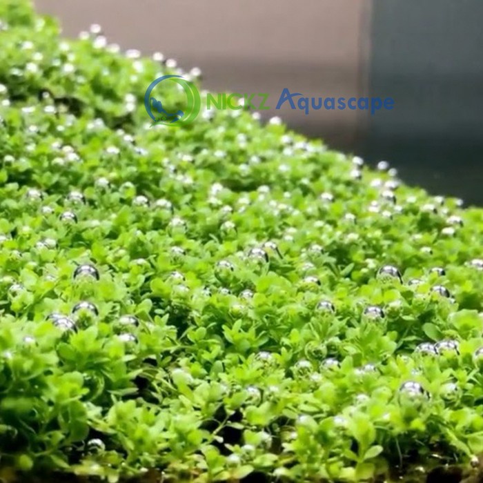 TANAMAN KARPET AQUASCAPE CUBA JUAL PER LEMPENG DAUN DARAT