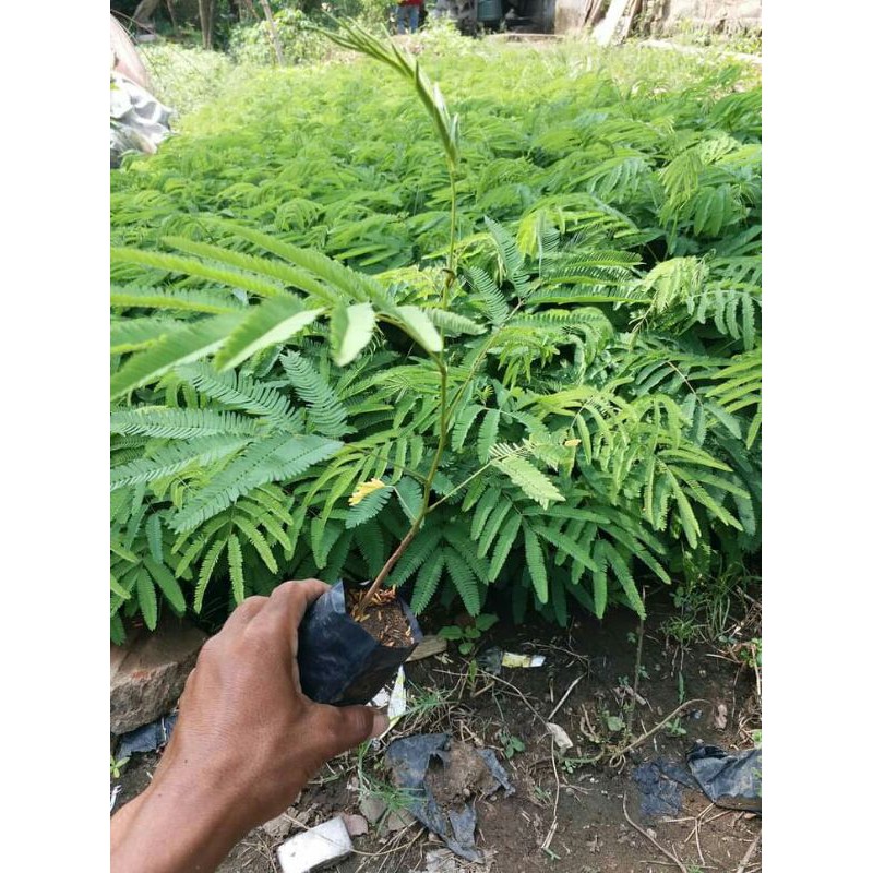 

kaliandra lokal