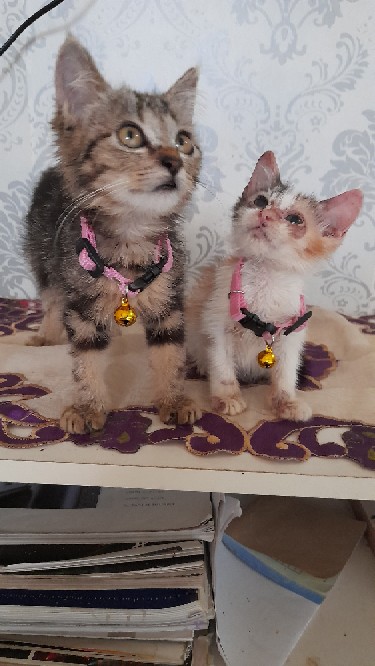 Promo Rak Dinding Ambalan 30x12 Bunga Sudut Rak Melayang