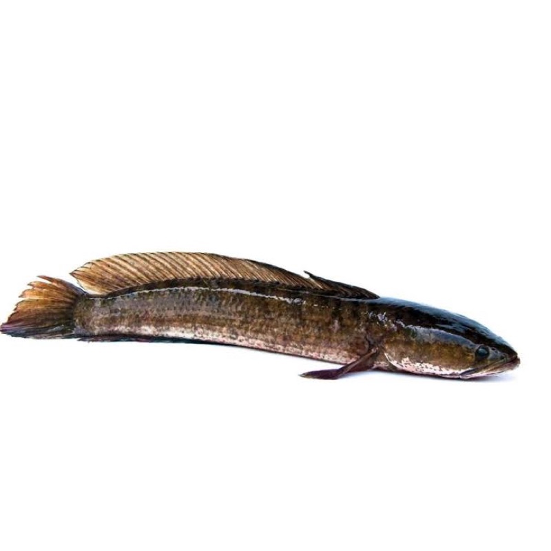 

IKAN GABUS / KUTUK HIDUP SEGAR