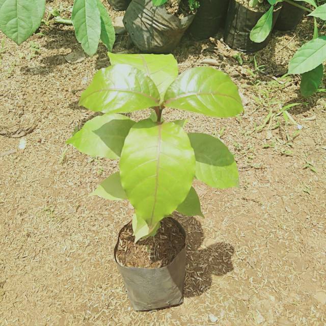 Daun ungu/handeuleum