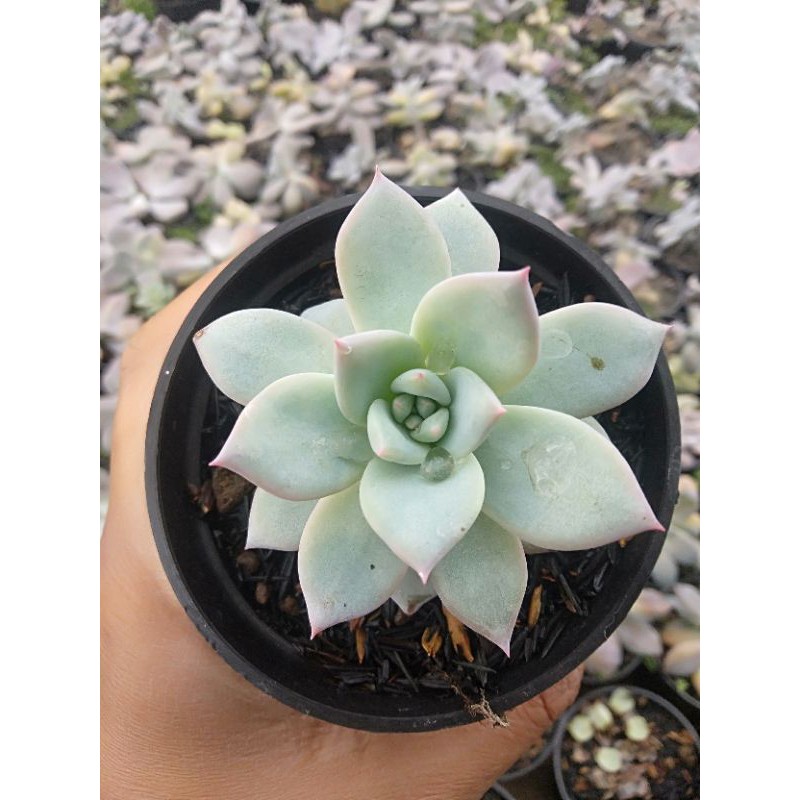 kaktus sukulen echeveria