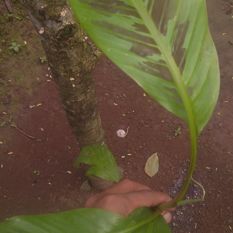 tanaman hias (banana blood)