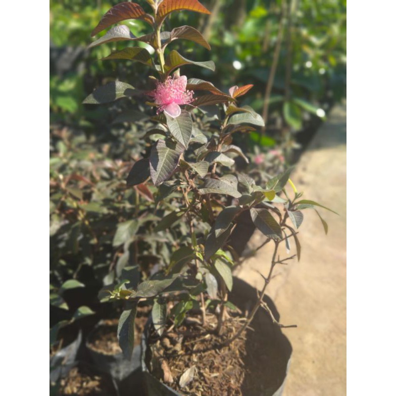 

jambu aurtalia