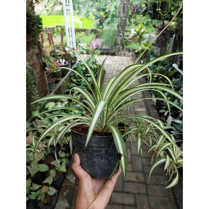 TANAMAN HIAS SPIDERPLANT.TANAMANHIASMURAH