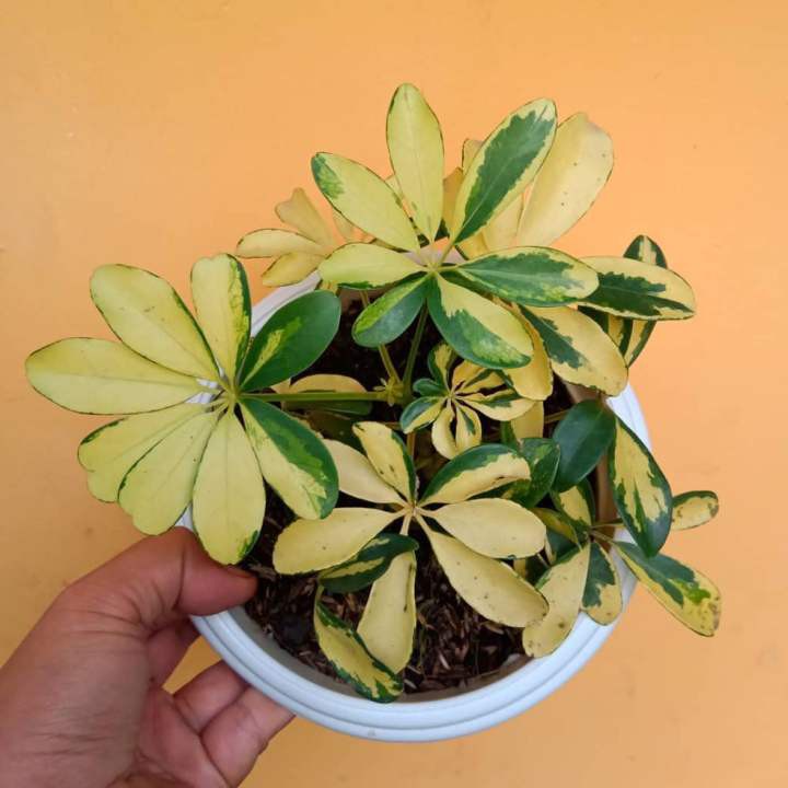 Tanaman Walisongo Golden Varigata