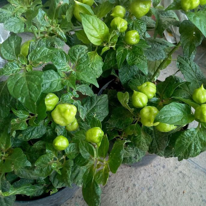 pohon cabe paprika sudah ada cabenya