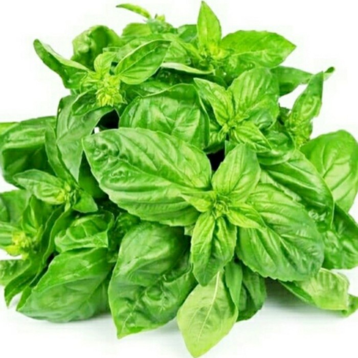 

DAUN BASIL FRESH