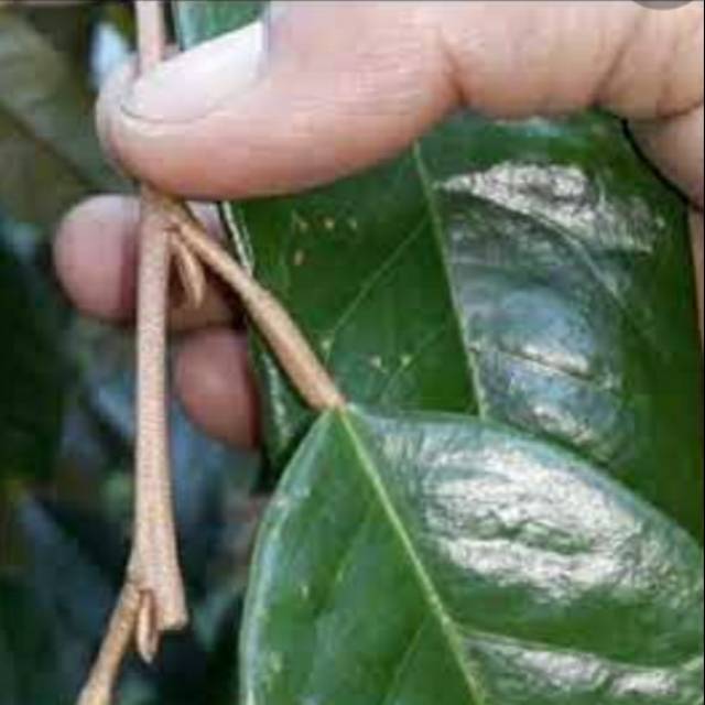 Entres durian ochee duri hitam