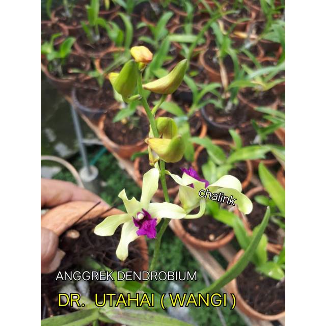 Anggrek dendrobium uthai wangi