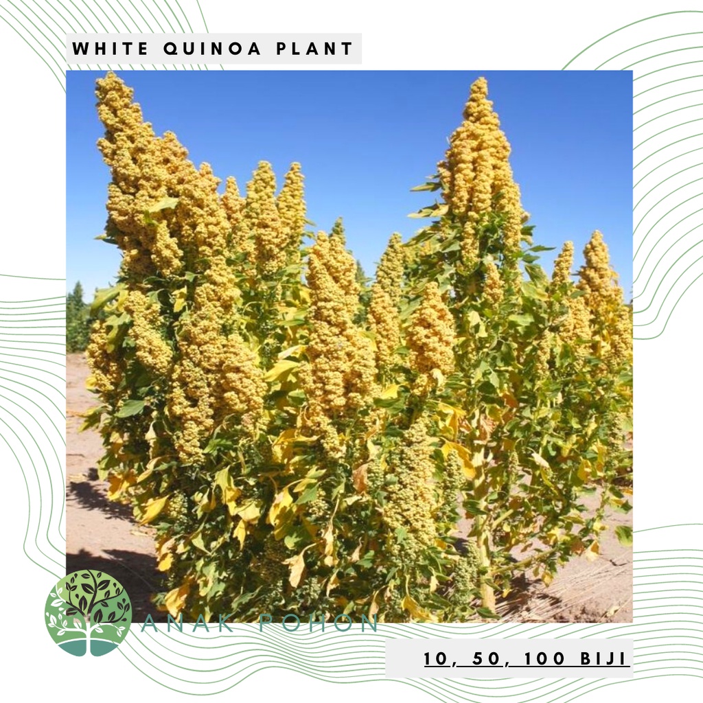 Benih Bibit Biji - White Quinoa Putih Premium Seeds - IMPORT - Cocok untuk Microgreens