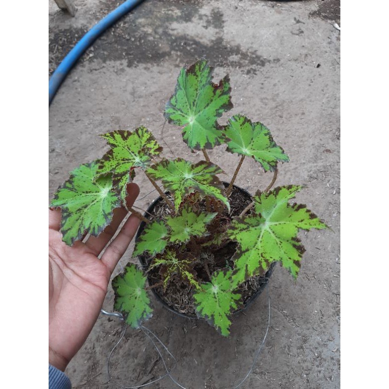 Paket 3 pot begonia bintang