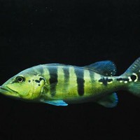 PROMO Peacock Bass Pbass Blue Azul Pure