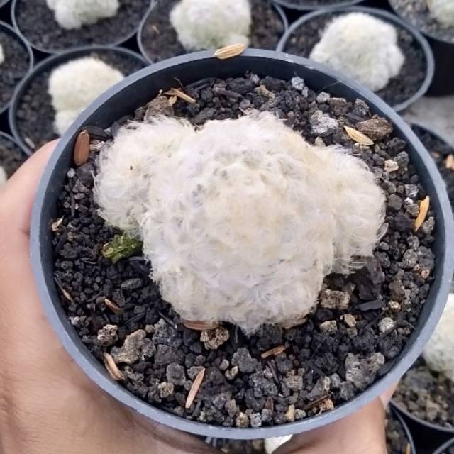 

Flumosa ownroot