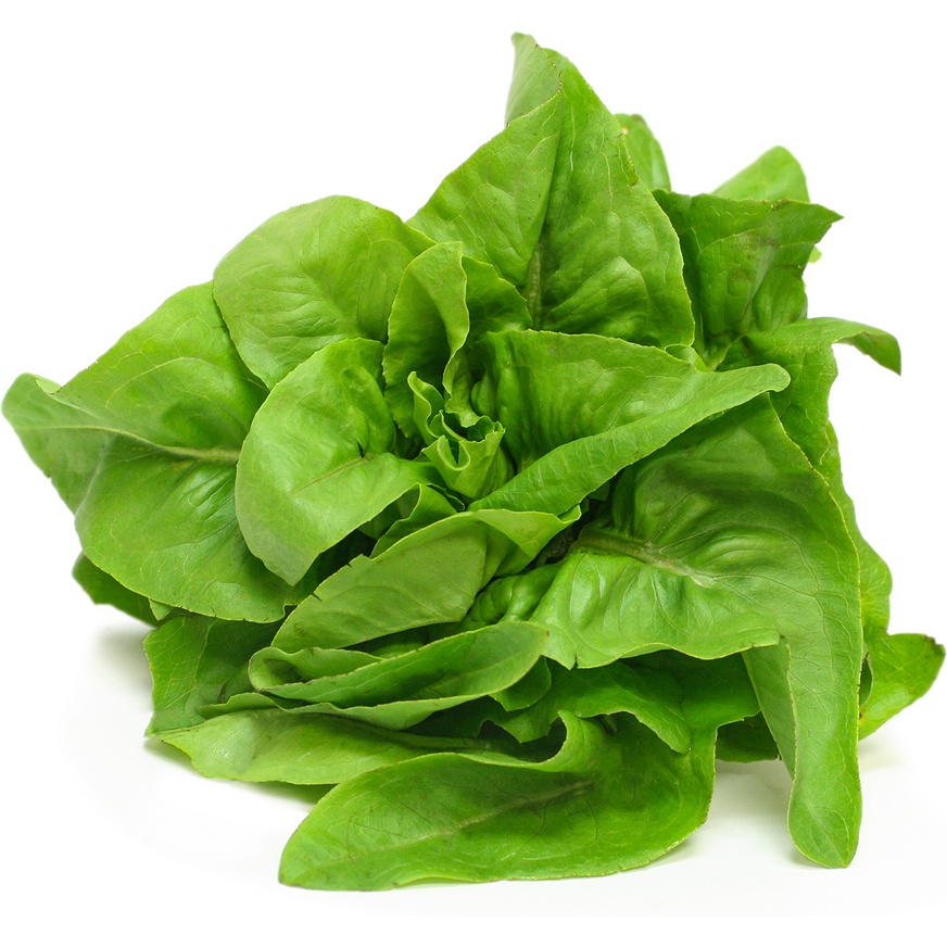 Benih Bibit Biji - Lettuce Deer Tongue Selada Organic Seeds - IMPORT