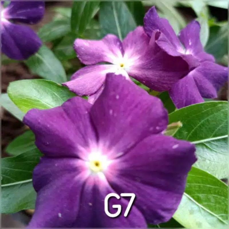Jual Benih Bibit Bunga Vinca Gantung G7