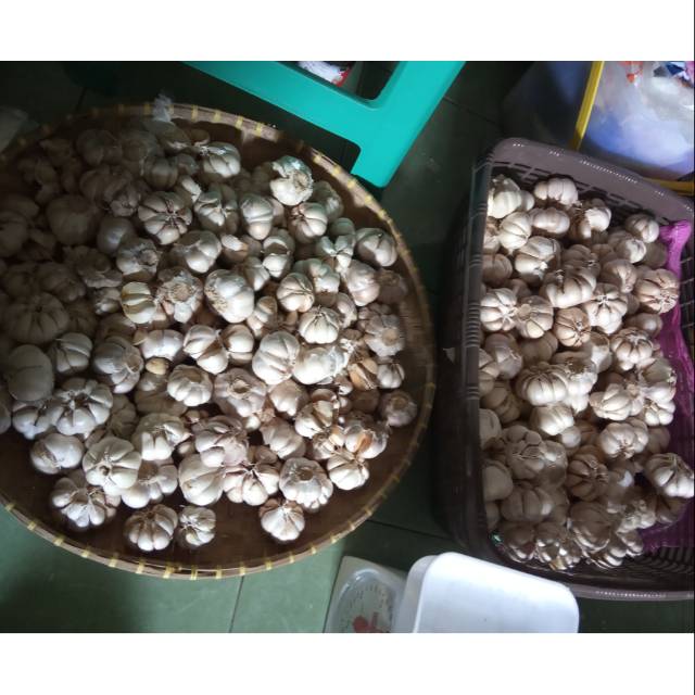 

Bawang Putih Murah