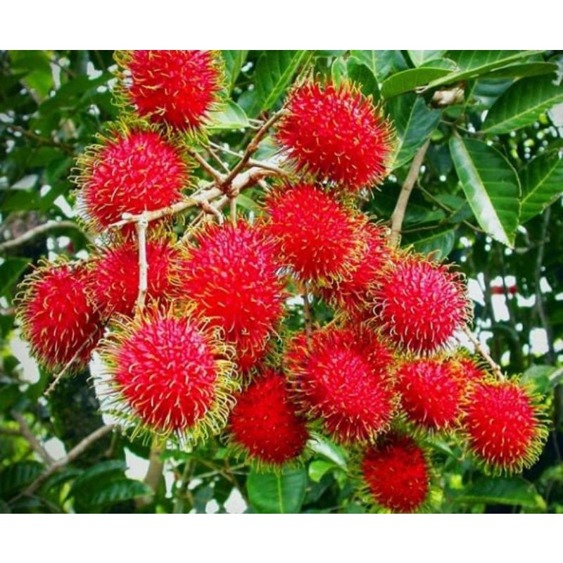 Pupuk Ampuh Booster Rambutan Perangsang Buah Rambutan Anti Rontok - Pupuk Buah