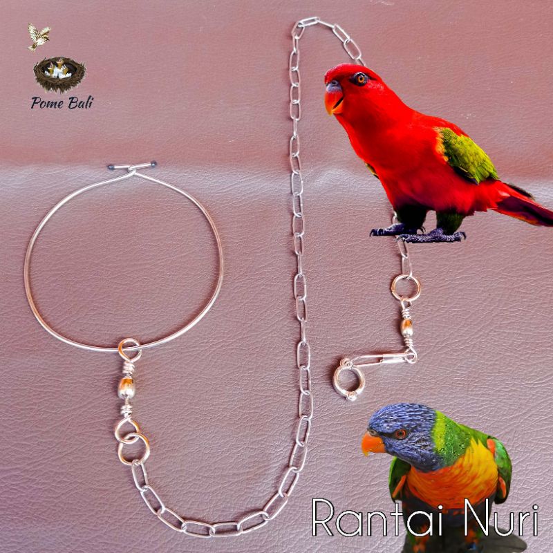 Rantai burung nuri / nuri pelangi / nuri merah / nuri kepala hitam
