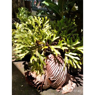 Jual tanaman Platycerium Ridleyi / Paku Tanduk Rusa / Simbar Menjangan ...
