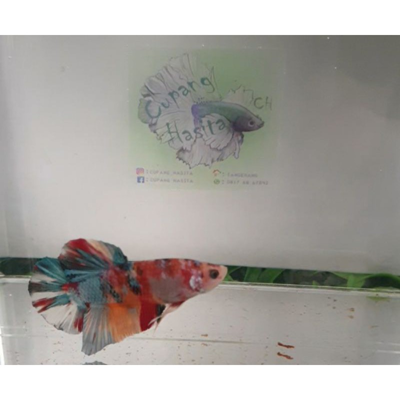 Ikan/Giant/Nemo/Copper/Multi/Galaxy