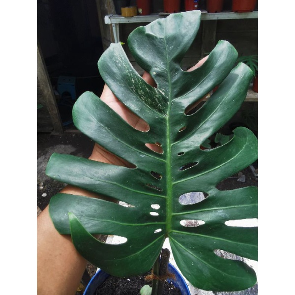 Monstera varigata king deliciosa