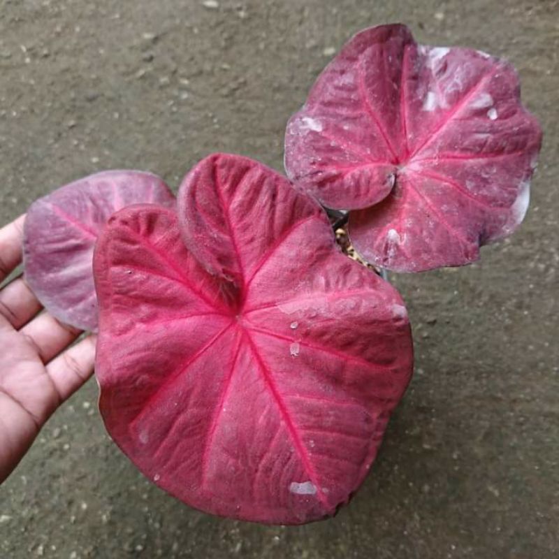 Caladium/Keladi Red Sweety