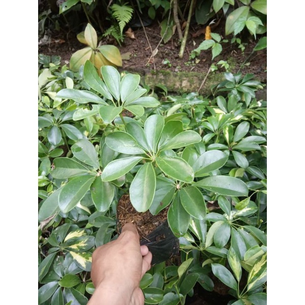 walisongo daun hijau