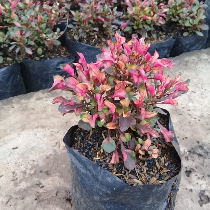 MURAH krokot merah / tanaman hias krokot merah / tanaman krokot