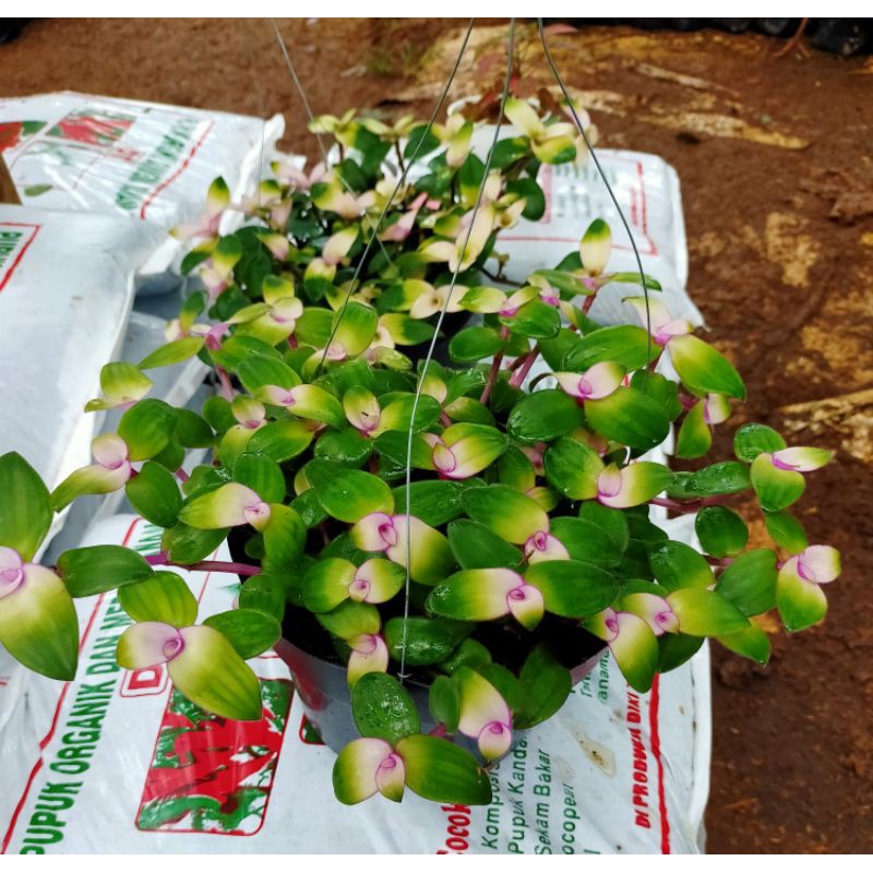 tanaman hias pot gantung crades/tanaman pot gantung
