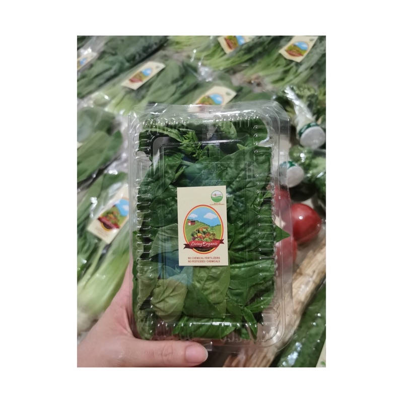

Daun Basil Italian Organik || 100 gr || Sayuran Organik