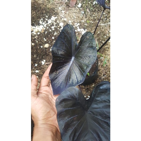 colocasia black coral/keladi black koral
