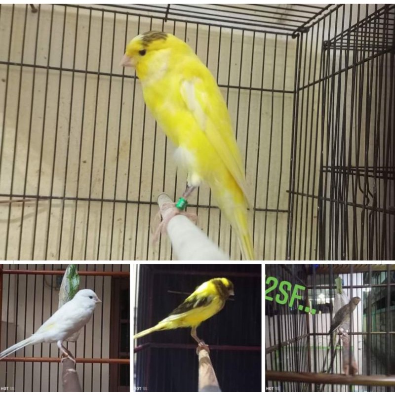 Jual kenari f2ys Harga Terbaik & Termurah Januari 2023 | Shopee Indonesia