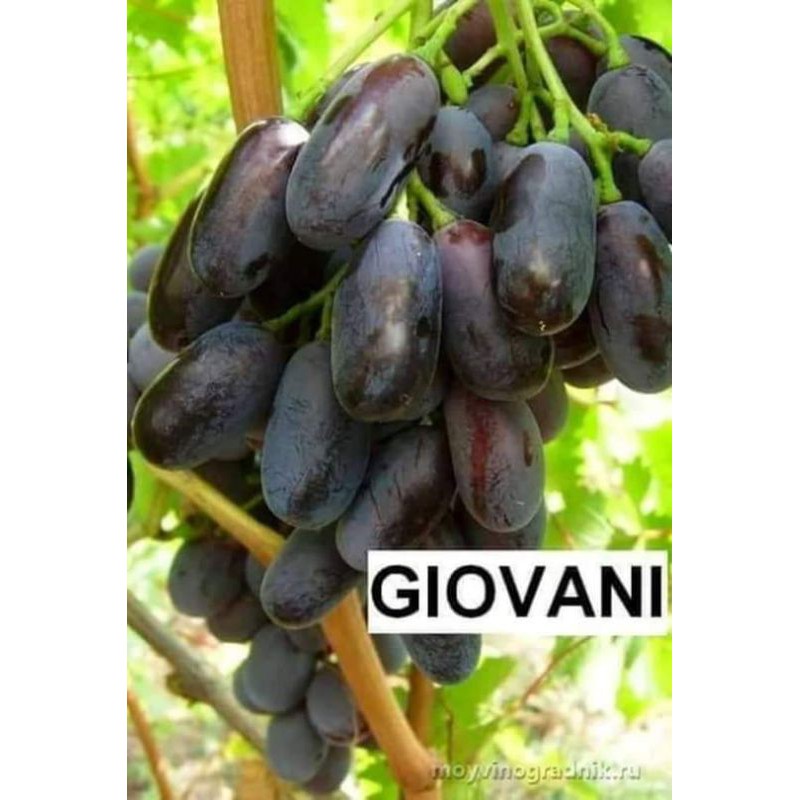 

anggur giovani