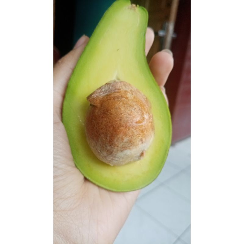 

Alpukat / avocado 500 GR