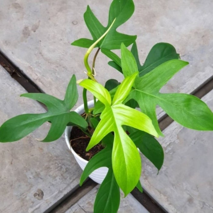 Tanaman hias philodendron florida beauty merpati - tanaman hidup - bunga murah - bunga hidup