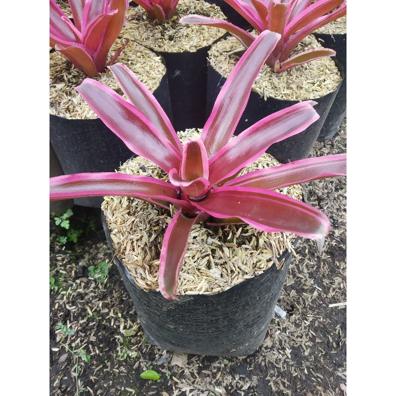 Tanaman Hias Bromelia Merah/Tricolor Merah